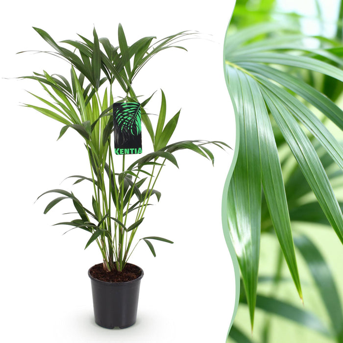 Howea Forsteriana - Kentia Palm - ↕80-85cm - Ø19cm