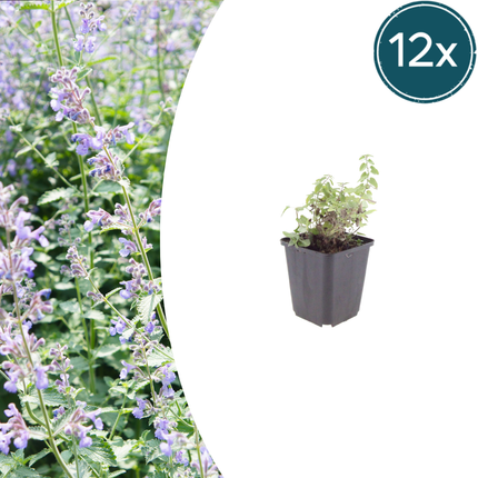 Nepeta faassenii - Kattenkruid - ↕10-25cm - Ø9cm- 12x