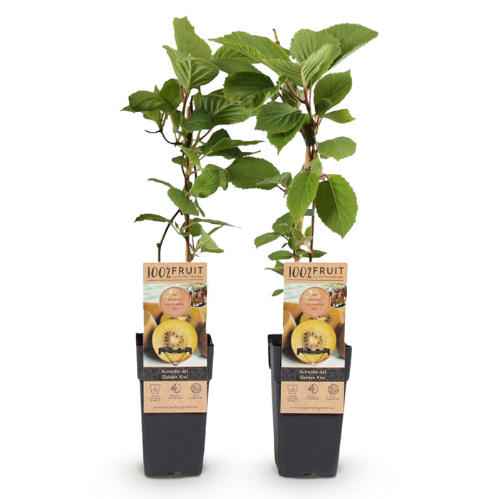 Fruitplant - Gele Kiwi - Actinidia deliciosa Golden Kiwi - Gele Vrucht - 2 planten - Pot 15cm Hoogte 50cm