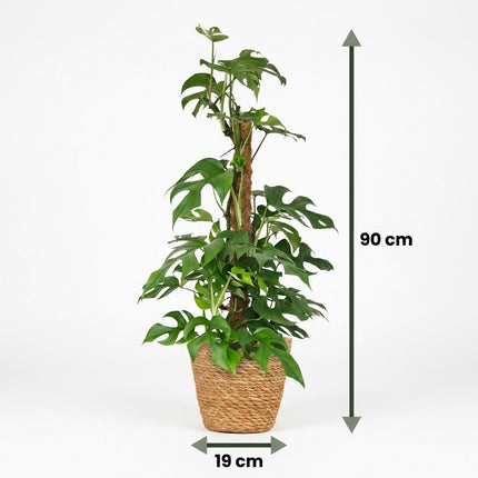 Monstera Minima Moss Stick - Hole Plant - with Basket - ↕90cm - Ø19cm