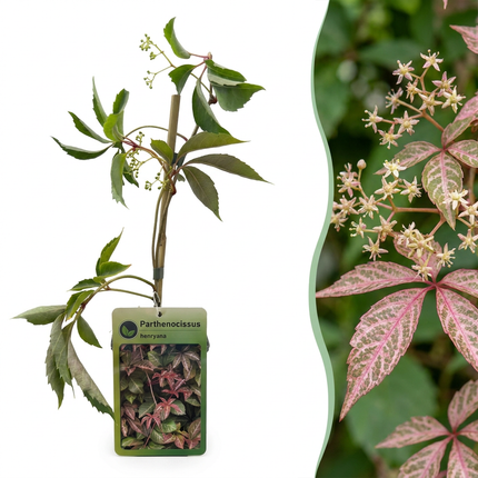 Parthenocissus henryana - Chinese wingerd 6x - Groen - Klimplant - Ø9cm - ↕35cm