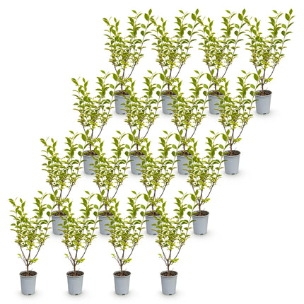 Ligustrum ovalifolium Aureum - Bontbladige Liguster - 16x Haagplanten - Groenblijvend - Bont - Pot 9cm - Hoogte 35-45cm