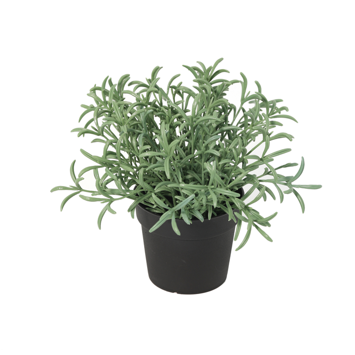 Plante artificielle Helichrysum italicum - ↕18cm