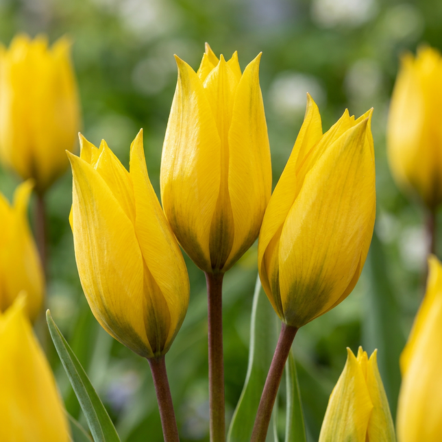 160x Tulipa Sylvestris - Bloembollen - Bosdravik - Geel - Verwilderingsbol - Bolmaat 5/6