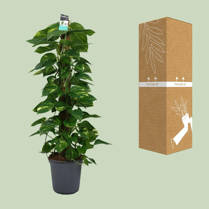 Scindapsus - Epipremnum - ↕120cm - Ø24cm