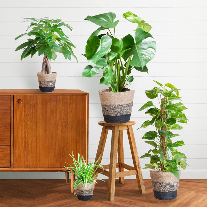 Makkelijke Plantenbox - medium - met Mand Lissabon zwart