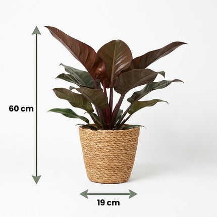 Philodendron Imperial Red - Rood - met Mand - ↕60cm - Ø19cm