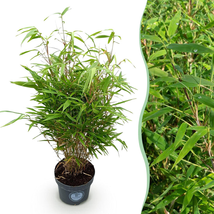 Fargesia Rufa - Niet Woekerende Bamboe - ↕80cm - Ø23cm
