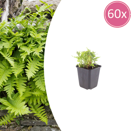 Polypodium vulgare - Eikvaren - ↕10-25cm - Ø9cm - 60x