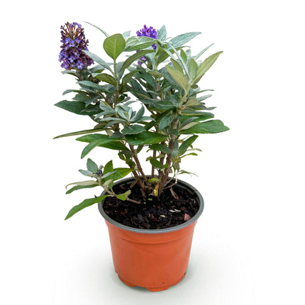 Buddleja davidii Butterfly Candy Little Lila - Arbusto delle farfalle - Compatto - Lillà - ↕20-25cm - Ø12cm