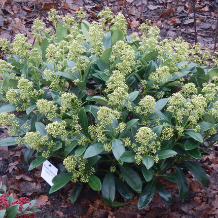 Skimmia japonica 'Finchy' – Weißblühend – Über 40 Blüten – ↕60 cm – Ø19 cm