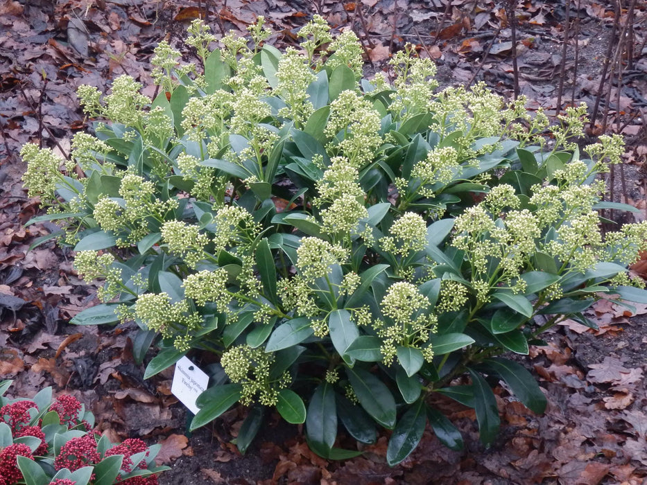 Skimmia japonica Finchy - Bloem Wit - 40+ Bloemen - ↕60cm - Ø19cm