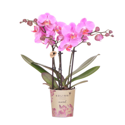 Purple-pink Phalaenopsis orchid pot size Ø9cm | Frederikstad | flowering houseplant