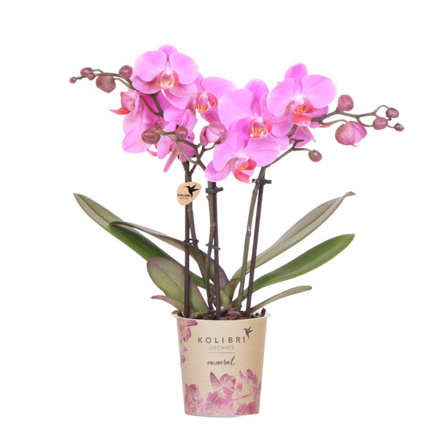 Phalaenopsis-Orchidee in Purpurrosa, Topfgröße Ø 9 cm | Frederikstad | blühende Zimmerpflanze