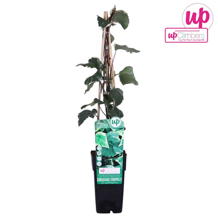 Hedera Algeriensis 'Gloire de Maren' - Klimop - ↕65cm - Ø15cm