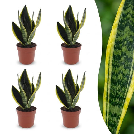 Sansevieria Future Superb - Vrouwentong - 4x - Pot 12cm - Hoogte - 35cm