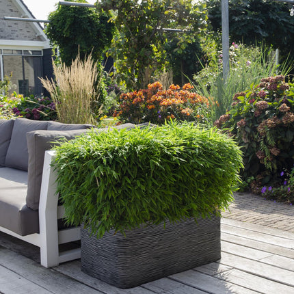 Fargesia 'Moontears'® Boobux - niet woekerende bamboe - ↕70cm - Ø29cm