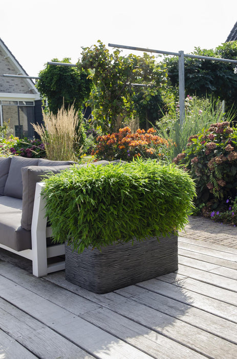 Fargesia 'Moontears'® Boobux - niet woekerende bamboe - ↕70cm - Ø29cm
