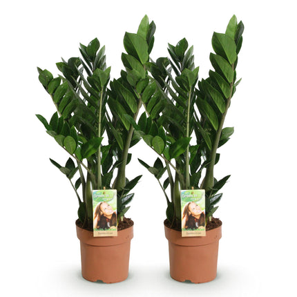 Zamioculcas - ZZ plant - ↕65-75cm - Ø17cm - 2x