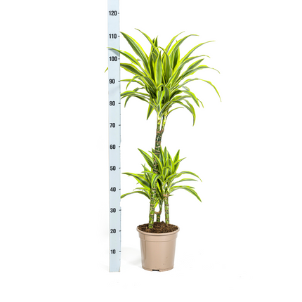 Dracaena Deremensis Lemon Lime met mand - ↕90-110cm - Ø21cm
