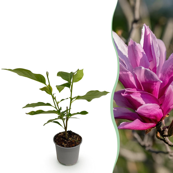 Magnolia liliiflora Nigra - Bloem Paars - 1 Plant - Bladverliezend - Weinig Onderhoud - Pot 12cm Hoogte 30cm