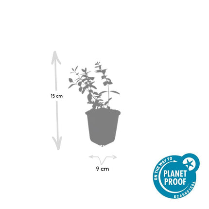 Hypericum dummeri 'Peter Dummer' - ↕10-25cm - Ø9cm - 24x