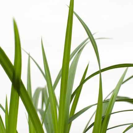 Carex morrowii 'Irish Green' - ↨30cm - Ø14 - 3x