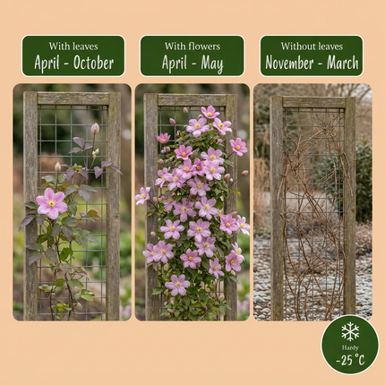 Clematis mont. 'Mayleen' - Bergclematis - Licht Roze - Klimplant - Ø9cm - ↕35cm