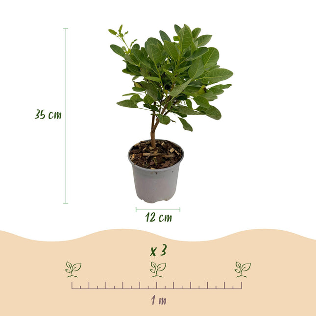 Cotinus coggygria Young Lady - Paryktræ - Grøn - ↕35cm - Ø12cm - 3x