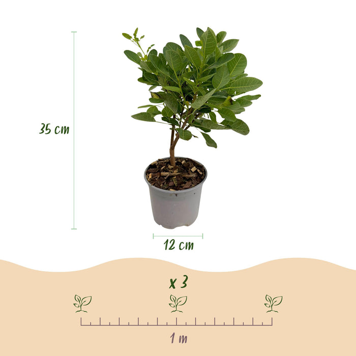 Cotinus coggygria Young Lady - Wig tree - Green - ↕35cm - Ø12cm - 3x