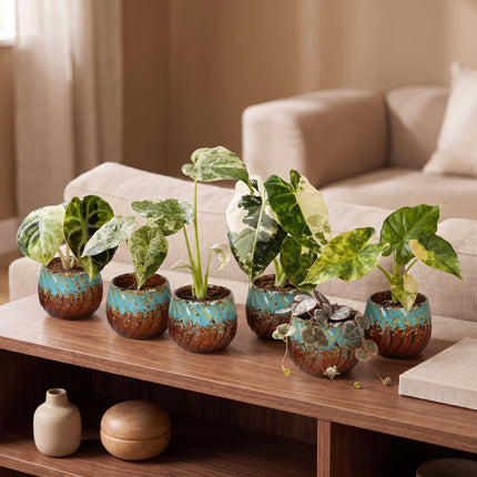 Baby Planten Variegata Mix - Diversen 6x - Tropisch - incl. Copper Reef - Ø6cm - ↕10-15cm
