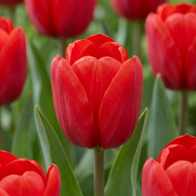 60x Tulipa Triumph Red - Bloembollen - Triomftulp - Rood - Voorjaarsbloeier - Bolmaat 11/12
