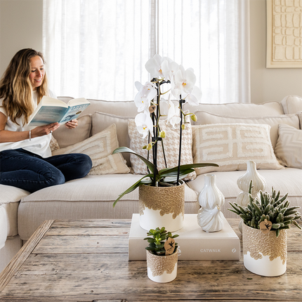 Storczyki kolibri | Biała orchidea z wodospadu Niagara + doniczka dekoracyjna z piaskiem Bloom – Ø12 cm