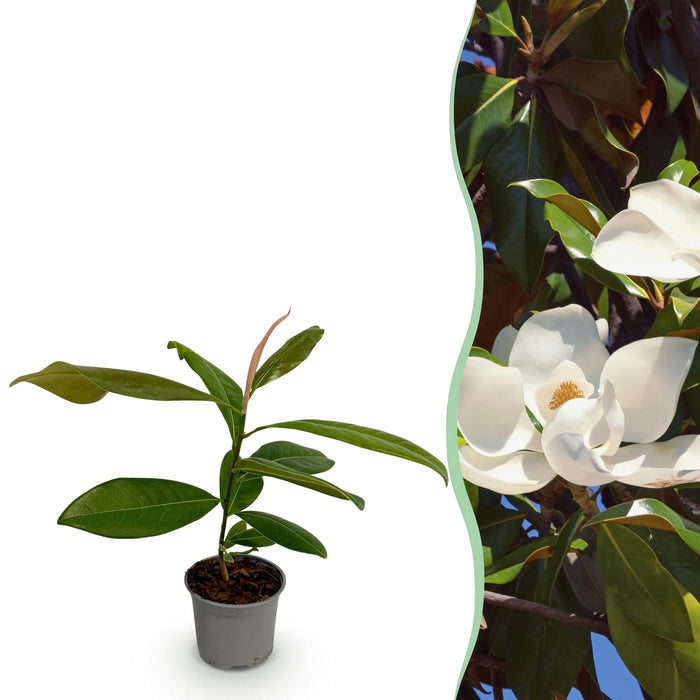 Magnolia grandiflora - Bloem Wit - 1 Plant - Bladhoudend - Weinig Onderhoud - Pot 12cm Hoogte 30cm