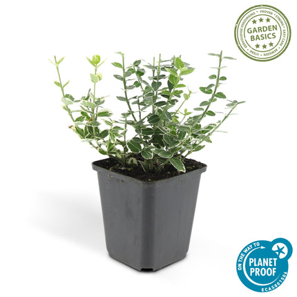 Euonymus fortunei 'Emerald Gaiety' - Cappello del cardinale - ↕10-25cm - Ø9cm - 48x