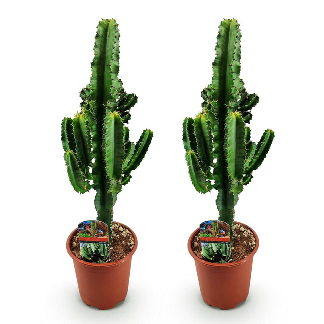 Euphorbia eritrea – Afrikanischer Milchbaum – 2x – ↕60cm – Ø17cm