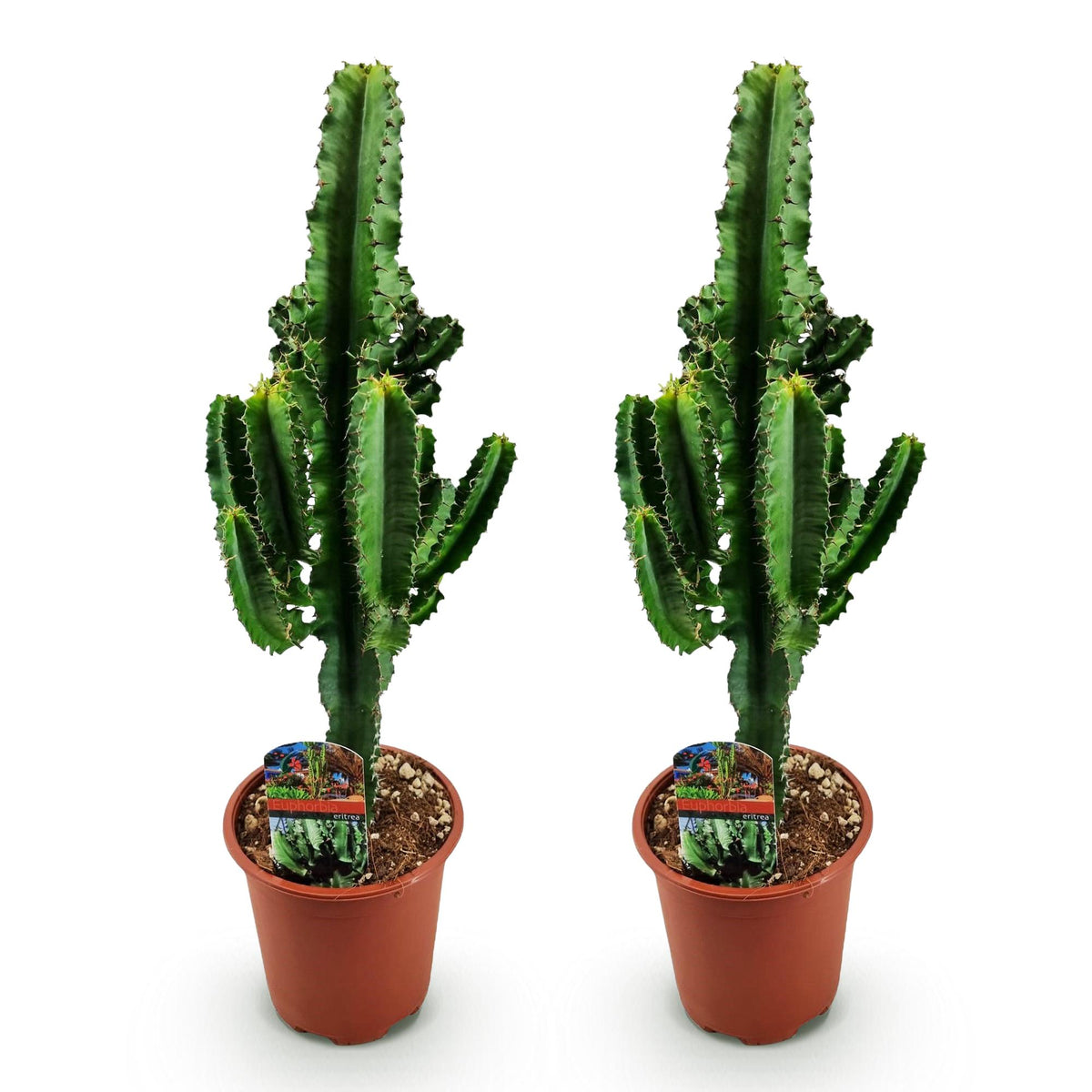 Kamerplant - Euphorbia eritrea - Afrikaanse melkboom - Cactus voor