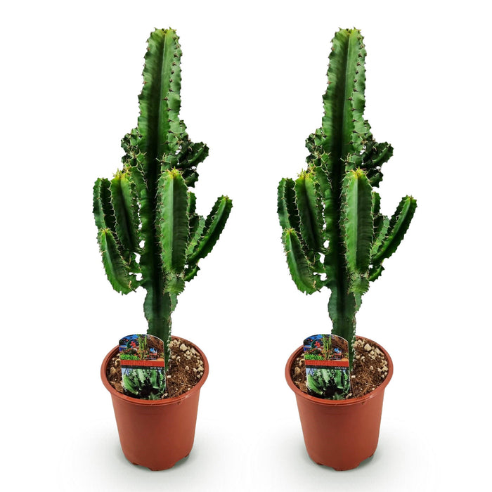 Euphorbia Eritrea - Afrikaanse melkboom - 2x - ↕60cm - Ø17cm