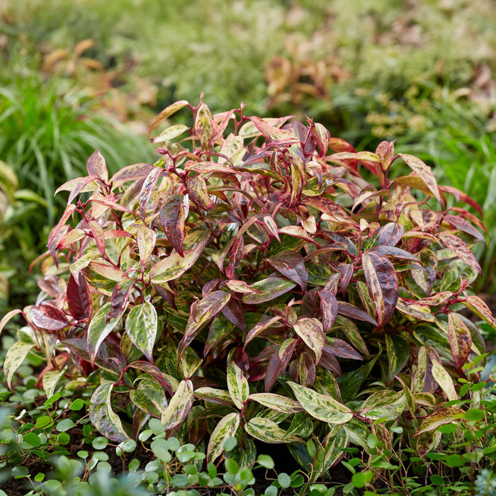 Leucothoe Makijaz - Bruin - 1 Plant - Groenblijvend - Weinig Onderhoud - Pot 17cm Hoogte 45cm
