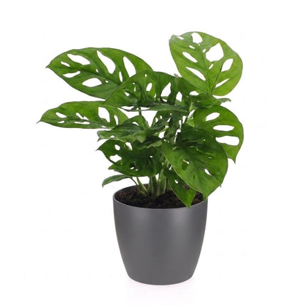 Monstera Adansonii - Rhaphidophora Tetrasperma - met Potter Grijs - Pot 12cm - Hoogte - 25cm