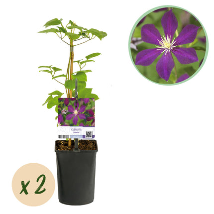 Clematis Mikelite - Clematis - Flor morada - ↕40cm - Ø11cm - 2x