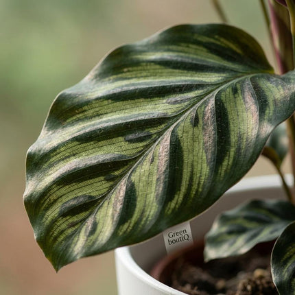 Calathea Makoyana - Påfugleplante - med hvid potte - ↕70cm - Ø19cm