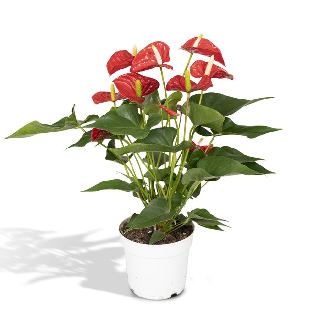 Anthurium Rosso - ↕55cm - Ø17cm