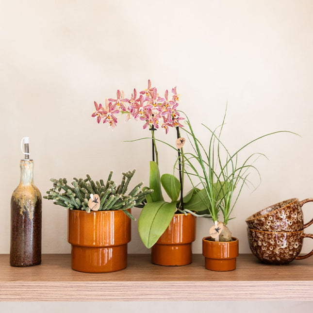 Kolibri Orchids | Plantenset Timeless Cognac - Phalaenopsis Orchidee Diamond Spider & Succulent & Beaucarnea