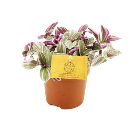 Tradescantia Sweetness - Roślina ojcowska - Ø10,5 cm - ↕10 cm