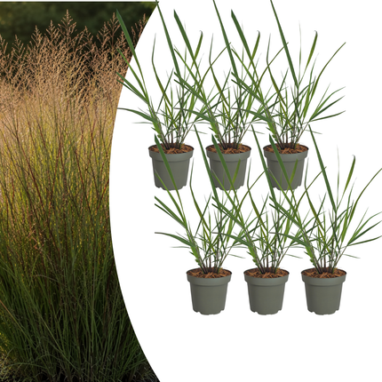 Panicum virgatum ‘Rotstrahlbusch’ – Vingergras - Ø12cm - 6x