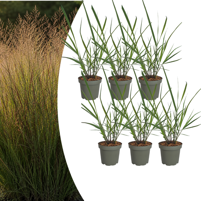 Panicum virgatum ‘Rotstrahlbusch’ – Vingergras - Ø12cm - 6x