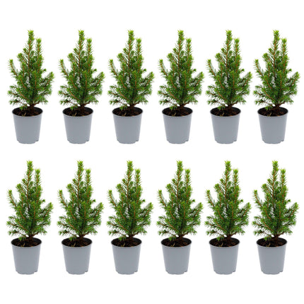 Mini Christmas tree - Picea Glauca Perfecta - ↕15-20cm - Ø6cm - 12x