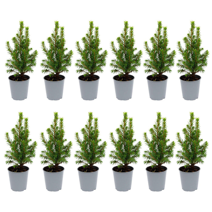 Mini-kerstboom - Picea Glauca Perfecta - ↕15-20cm - Ø6cm - 12x