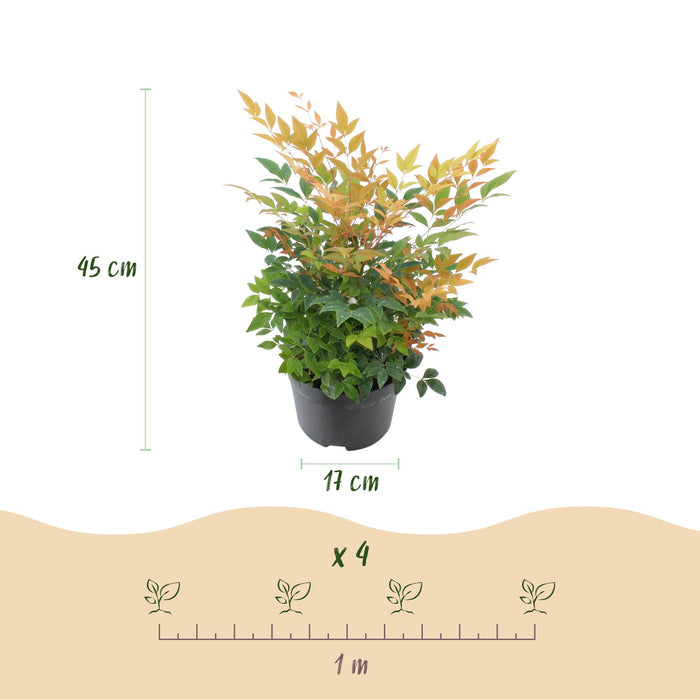 Nandina Gulfstream - Oranje - 1 Plant - Groenblijvend - Weinig Onderhoud - Pot 17cm Hoogte 45cm